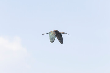 White Faced IBIS