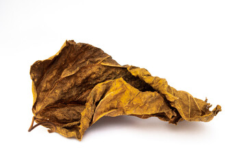 Hoja de &aacute;rbol caduco amarillo naranja sobre fondo blanco, hoja de oto&ntilde;o