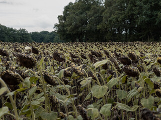 Dried out sunflowers with lowered heads in a huge agricultural field. The entire harvest is...