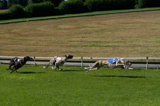 3 greyhound dogs racing on a belgian racetrack. A black spanish galgo and 2 beige spanish galgos.
