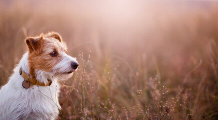 Beautiful healthy dog as listening in the autumn meadow grass. Fall, pet walk, outdoor nature...