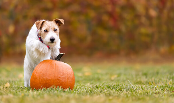 Funny pet dog puppy jumping on a pumpkin in the grass in autumn. Halloween, happy thanksgiving day or fall banner, background.