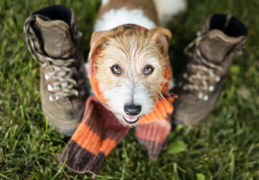 Cute happy pet dog wearing an orange scarf and smiling in the grass between shoes. Autumn, fall background.