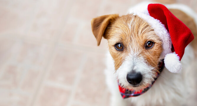 Happy christmas pet dog puppy with santa hat. Holiday background or banner with copy space.