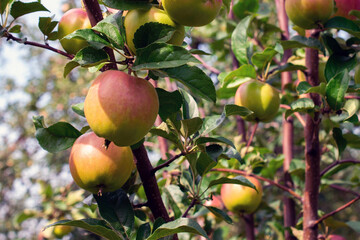 Obraz premium Ripe apples on a branch in orchard. Harvest season background