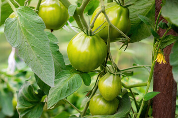 Green tomatoes ripening tomatoes in a greenhouse close up