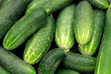 Cucumber harvest close up. Healthy vegetables close up