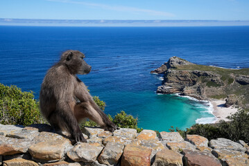 A baboon sitting on a stone wall with a panoramic view of the blue sea and rocky headland in the...