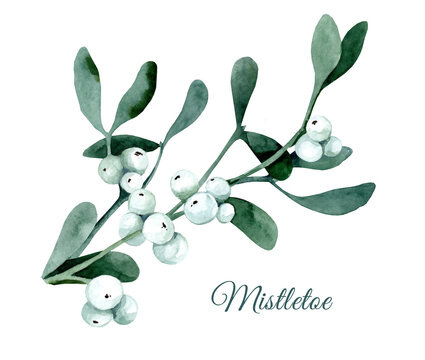 Branch of mistletoe or viscum with leaves and berries. Watercolor hand drawn illustration isolated on white background.