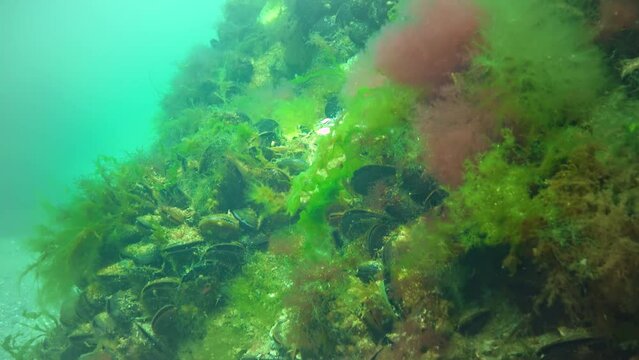 The thalli of red (Ceramium) and green (Ulva, Cladophora) algae sway on the rocks on the seabed, the Black Sea