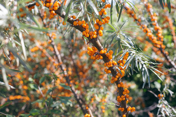 A twigs with ripe sea buckthorn fruits against the background of the foliage of trees.