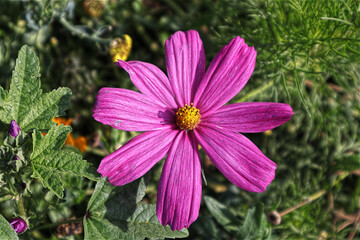 Blüten, Blumen, Garten, Sommer