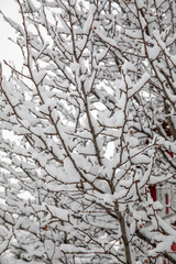 Closeup of snow covered tree branches in winter
