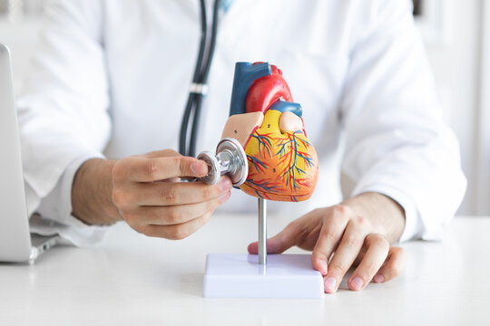 Close up of heart mockup with male doctor checking up heart model with stethoscope. Cardiology and healthcare concept