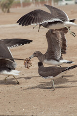 the birds fighting for food