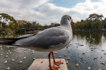 seagull in kunming Yunnan China