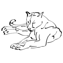 resting lying lioness or other big wild cat, black abstract sketch on white background