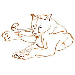 resting lying lioness or other big wild cat, abstract brown outline on white background