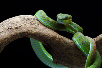 Lesser Sunda pit viper (Trimeresurus insularis) in black background