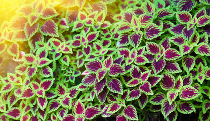 Fototapeta premium flower garden and morning light