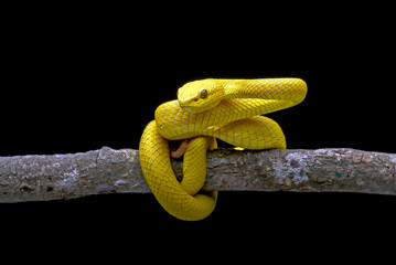 Obraz premium Yellow white-lipped pit viper in black background 