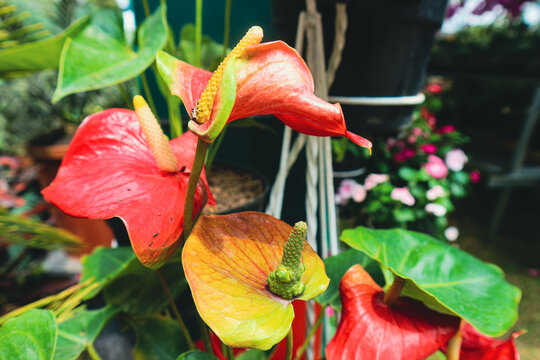 Anthurium andraeanum has a very romantic flower, which resembles a shiny red heart shape.