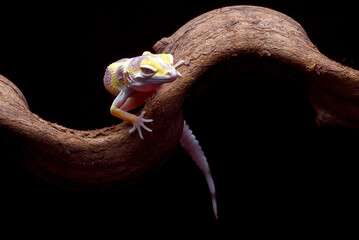 Portrait of a leopard gecko  (Eublepharis macularius)
