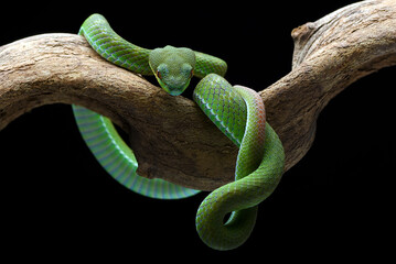 Obraz premium Lesser Sunda pit viper (Trimeresurus insularis) in black background