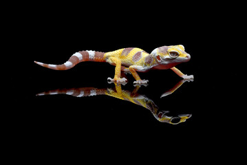 Portrait of a leopard gecko  (Eublepharis macularius)