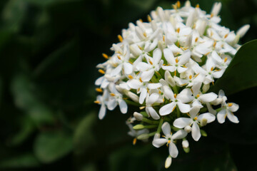 Soka flowers in Indonesia are also called white siantan flowers, including white Japanese soka or short white soka (dwarf ixora)