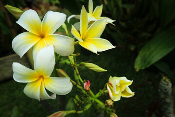 Fototapeta na wymiar Frangipani flowers in bloom in white color