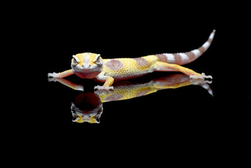 Portrait of a leopard gecko  (Eublepharis macularius)