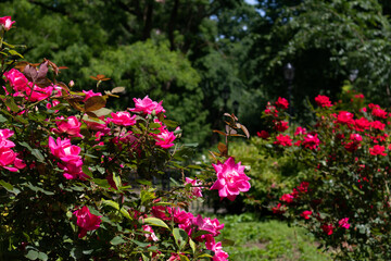 Beautiful Pink and Red Rose Bushes in a Green Garden at Tompkins Square Park in the East Village of New York City during Spring