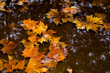 autumn leaves on water