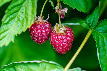 Wilde Beeren im Alten Land bei Hamburg