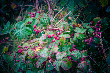 Wilde Beeren im Alten Land bei Hamburg