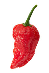 Naga Viper pepper isolated. Extremely hot capsicum chinense x c. frutescens hybrid