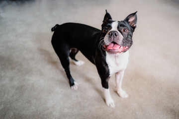 Boston Terrier dog standing up looking up. She is indoors.
