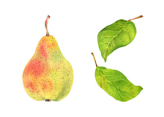 Realistic pear with leaves. Watercolor Organic fresh fruit isolated on white background.