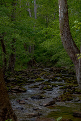 stream in the forest