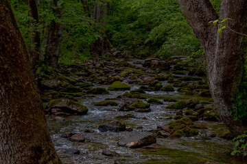 creek in the forest