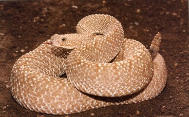 a very bulky snake with its tongue out