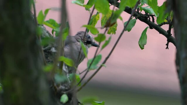 A young Eurasian Jay cautiously observes on a tree (Garrulus glandarius) - (4K)