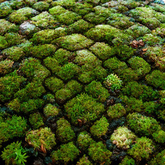 Moss Covered Forest Floor Pattern
