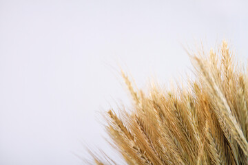 ears of wheat on a white background 