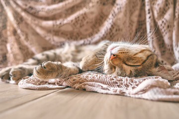 Cute tabby cat sleeping on lace beige blanket. Funny home pet. Concept of relaxing and cozy wellbeing. Sweet dream.