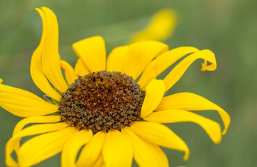 Yellow flowering racemose radiate head inflorescence of a wild sunflower, Helianthus Annuus, Asteraceae, native annual herb in Colorado