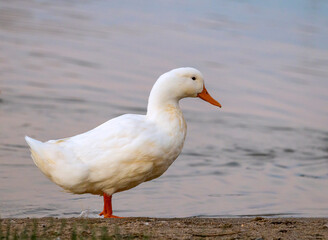 Naklejka na ściany i meble Beautiful white duck wondering at a lake shore