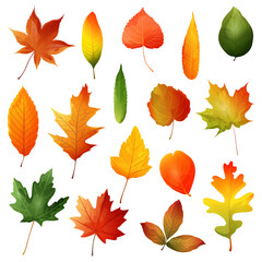 Obraz premium Beautiful colourful autumn leaves.Vector illustration