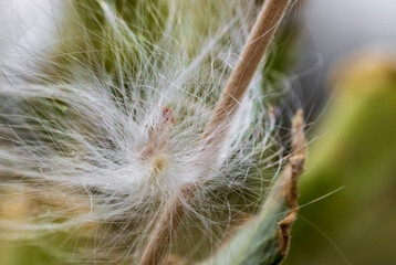 Close up of the thistle fluff with a tiny ant inside stuck in a grass stalk